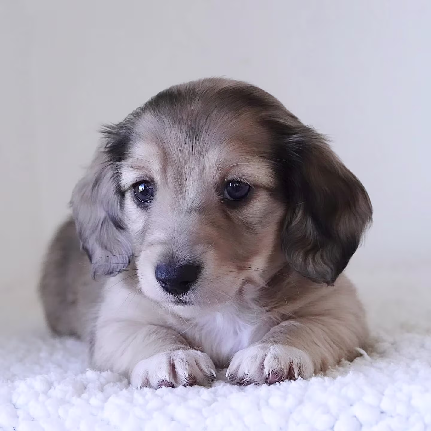 Marlon the Dachshund puppy sitting with a gentle expression and smooth soft fur