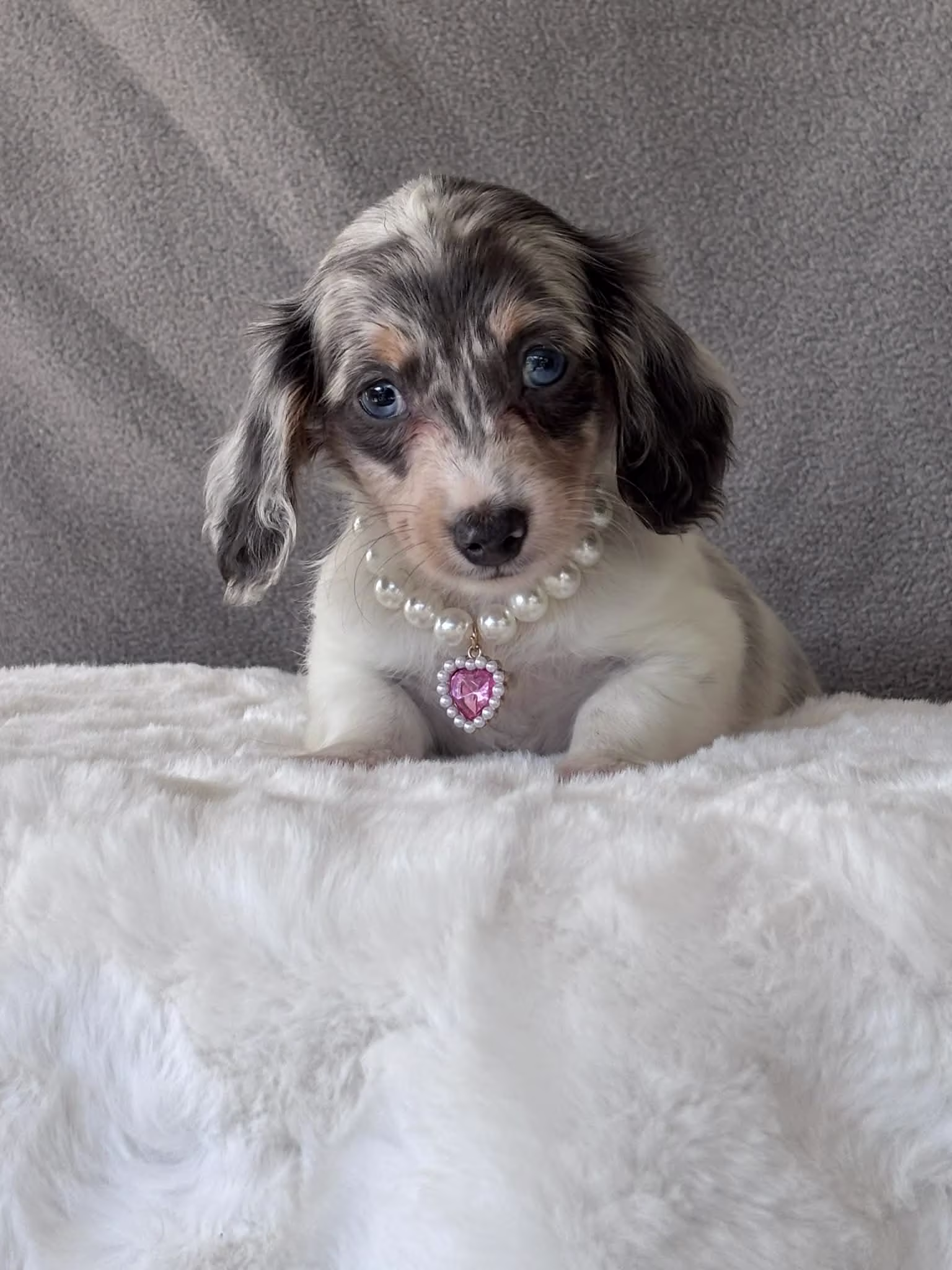 Mia the Dachshund puppy in a playful pose showing alertness and a cheerful expression