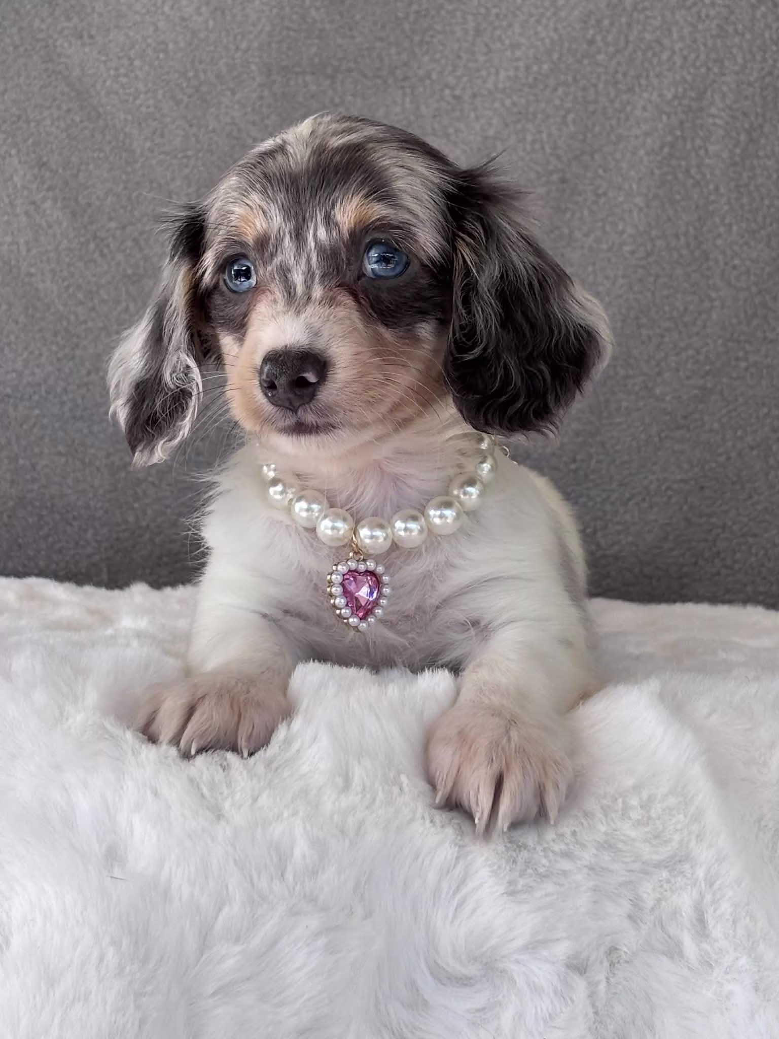 Mia the Dachshund puppy resting calmly with a soft coat and gentle, affectionate eyes