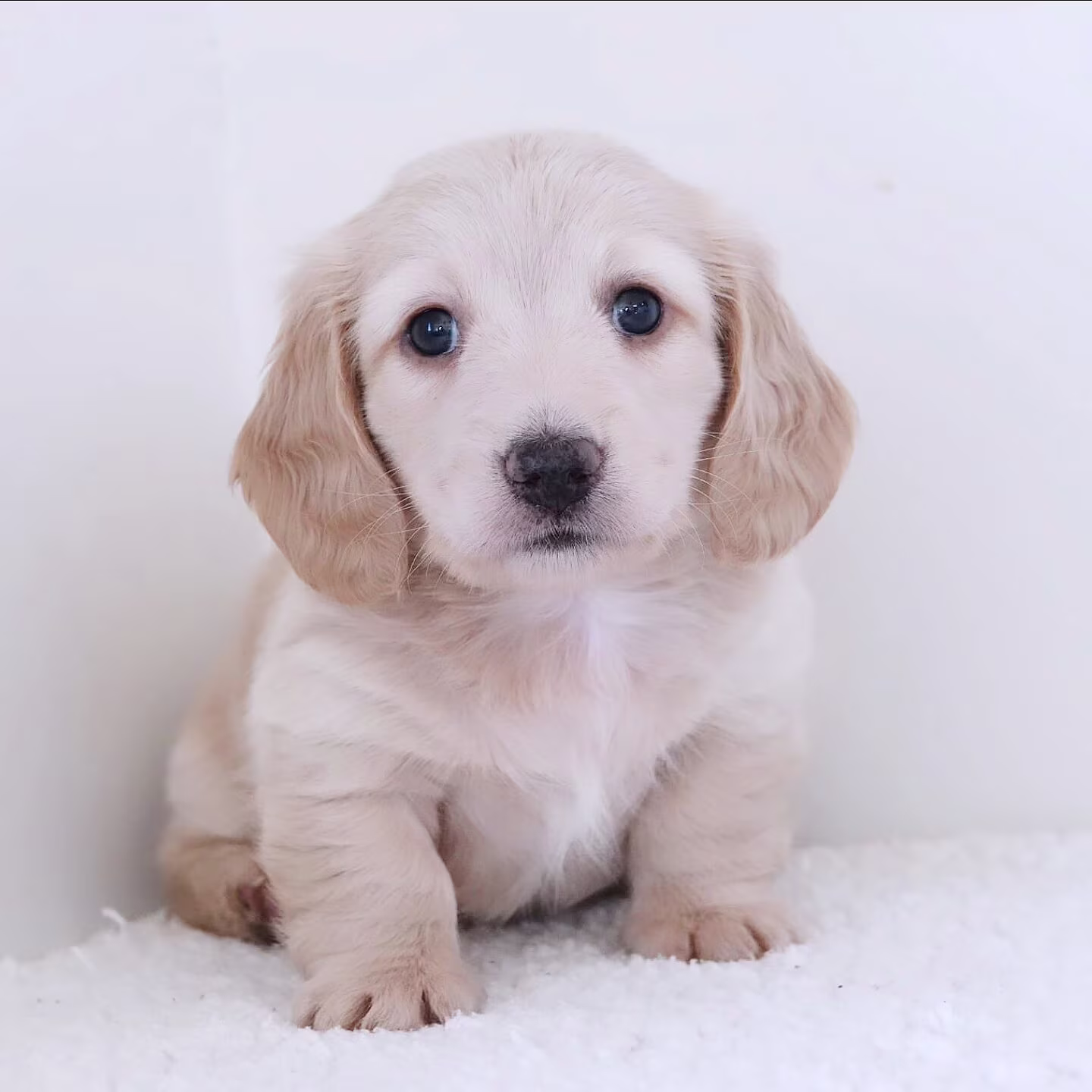 Micheal the Dachshund puppy looking curious and alert with bright expressive eyes