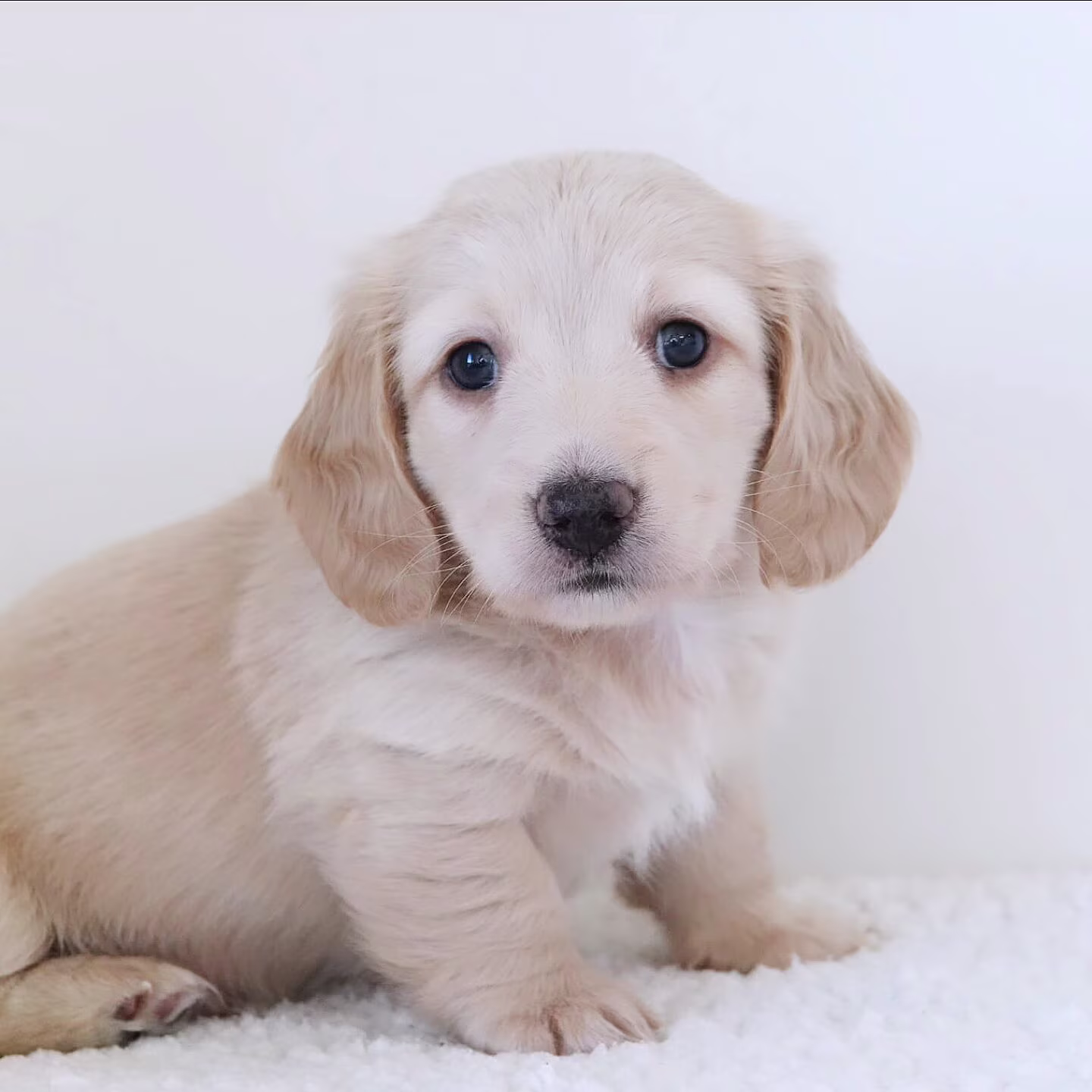 Micheal the Dachshund puppy in a playful pose showing lively energy and a cheerful personality