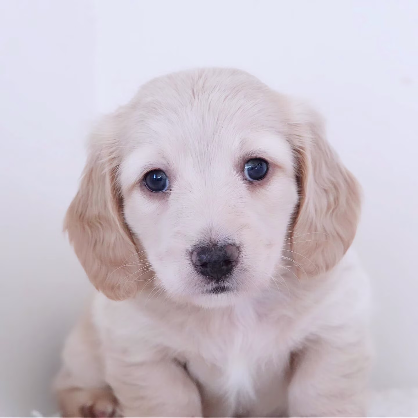 Micheal the Dachshund puppy resting in a gentle pose with soft fur and a calm, affectionate look