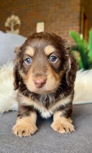 Chocolate and Cream puppy with blue eyes, sitting on a soft surface, displaying a fluffy coat and a curious expression.