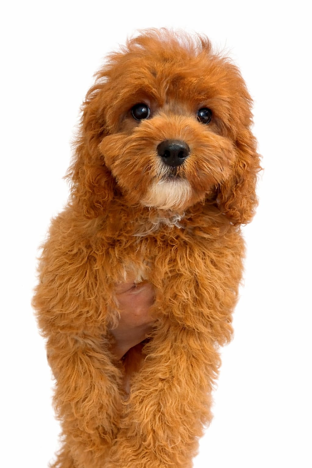 Cavapoo puppy sitting on couch indoors, soft fur, small companion dog