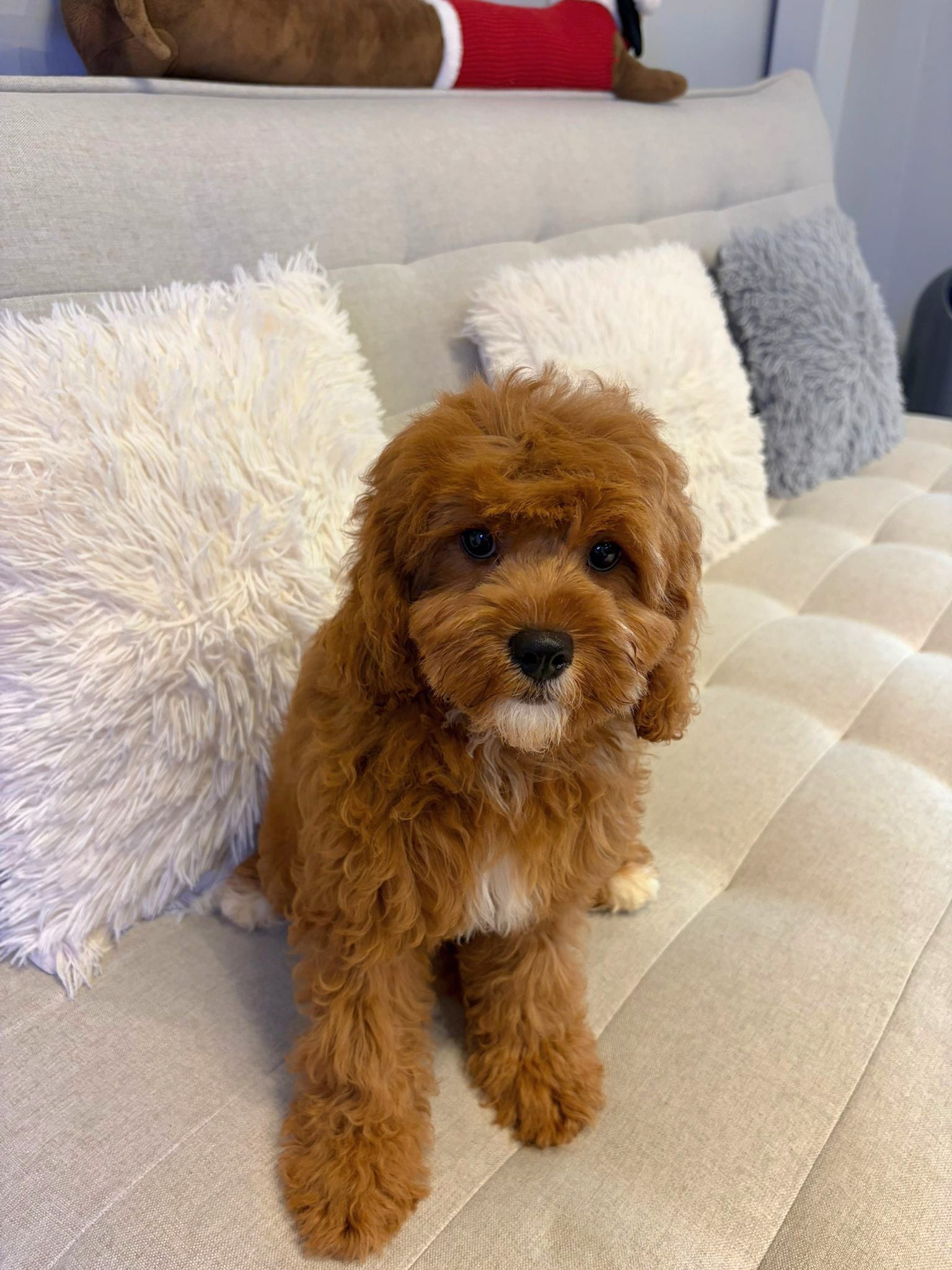 Cavapoo puppy playing indoors in living room, fluffy coat, small designer dog