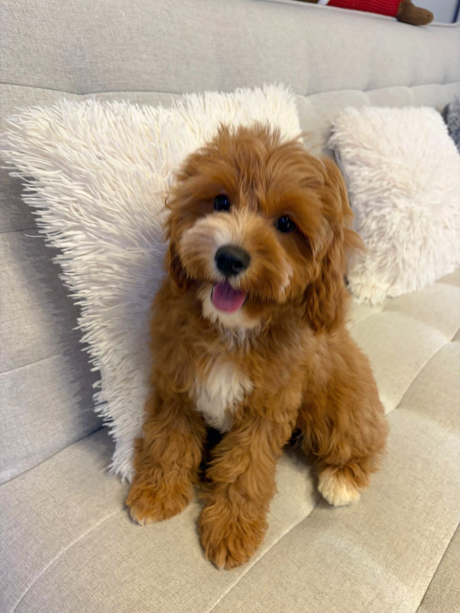 Cavapoo puppy looking up indoors, curly coat, small affectionate dog