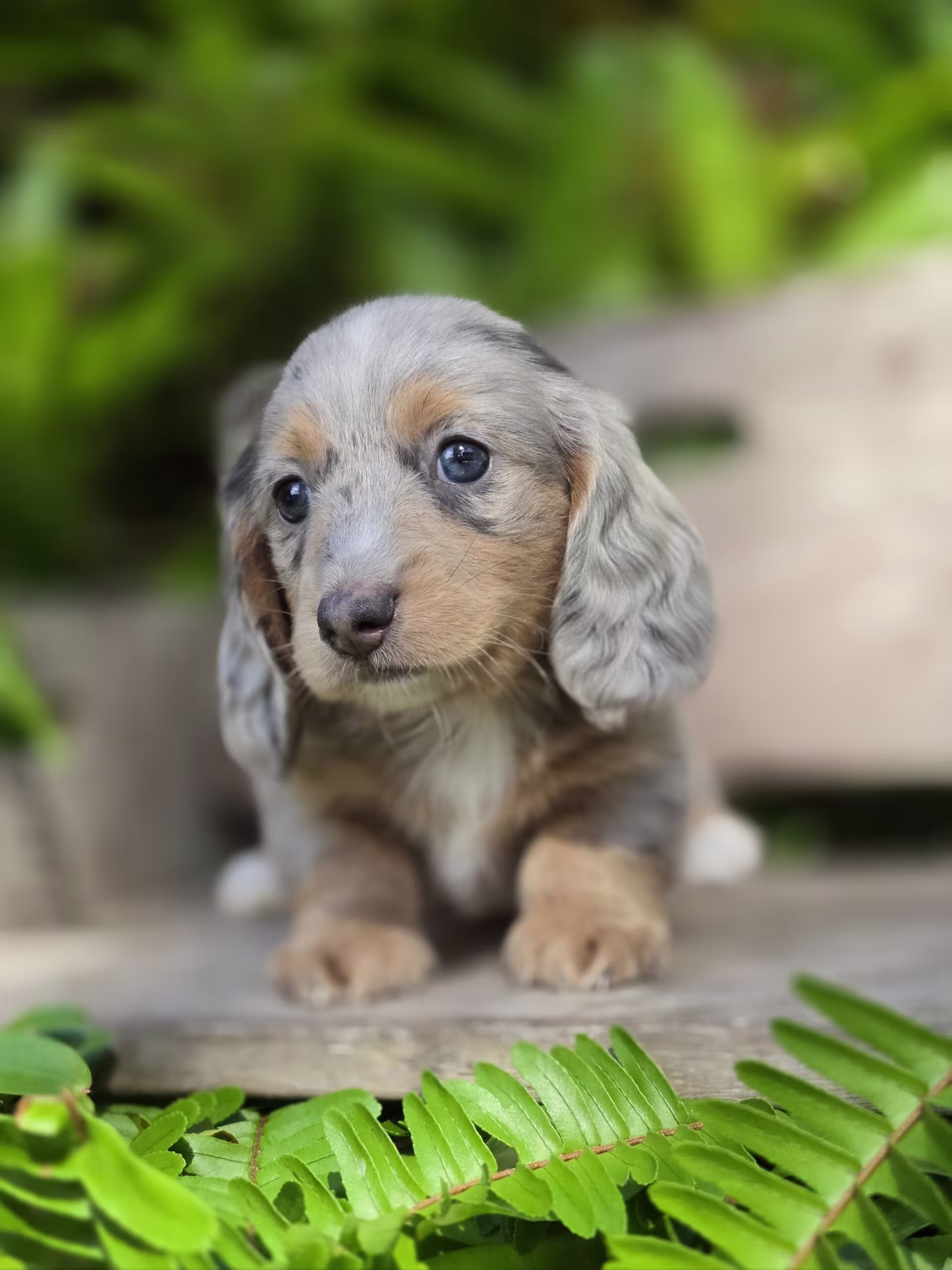 Sitting playfully, Slate the Dachshund puppy looks alert and ready to interact, showing curious energy
