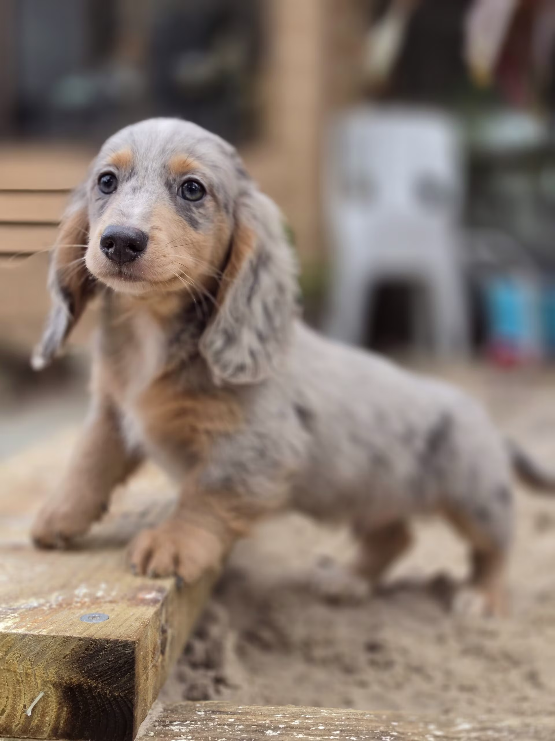 Slate the Dachshund puppy resting in a gentle pose with calm attentive eyes and a soft coat