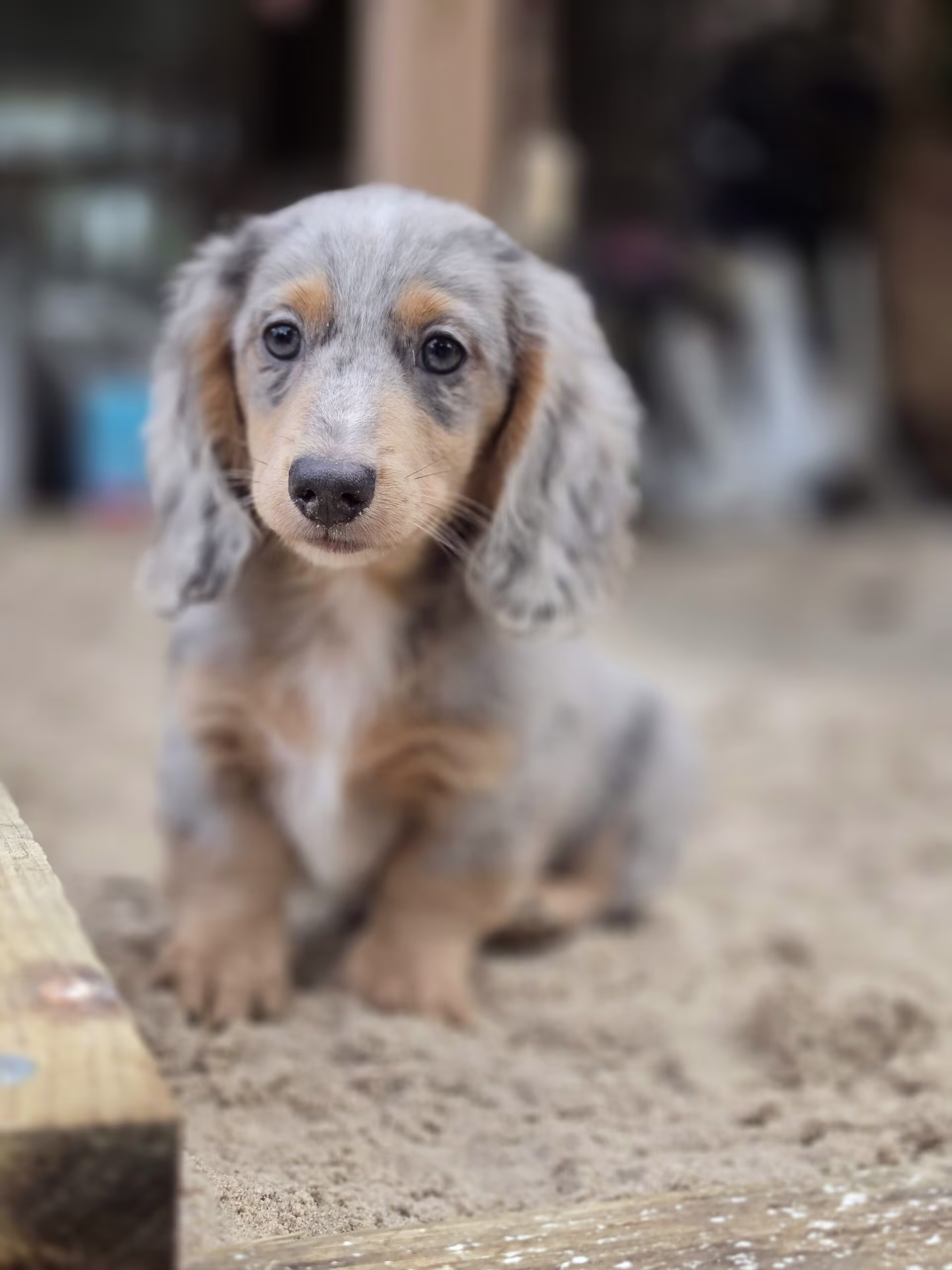 Slate the Dachshund puppy in a playful pose showing lively energy and soft smooth fur