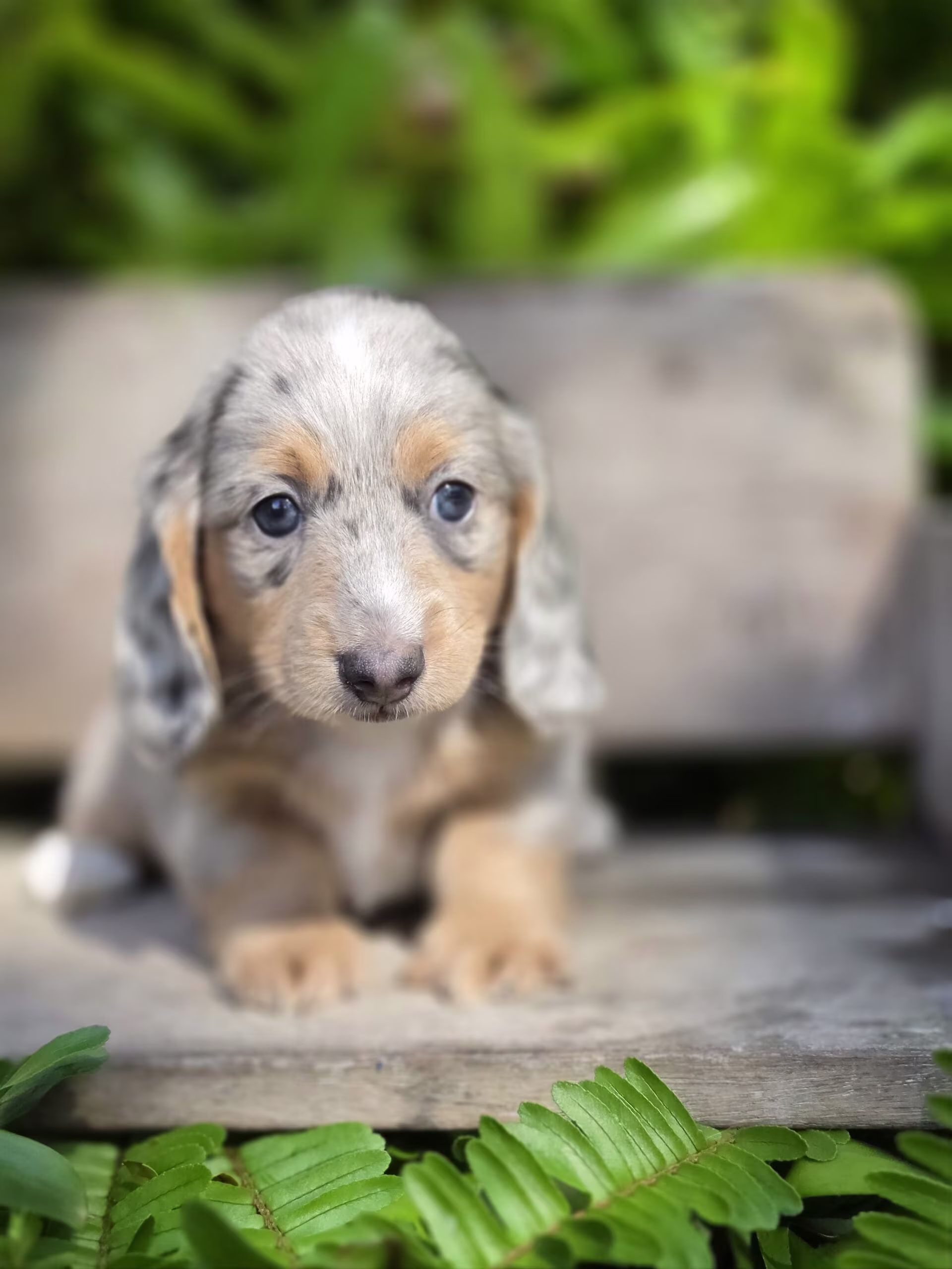 Sitting playfully, Slate the Dachshund puppy looks alert and ready to interact, showing curious energy