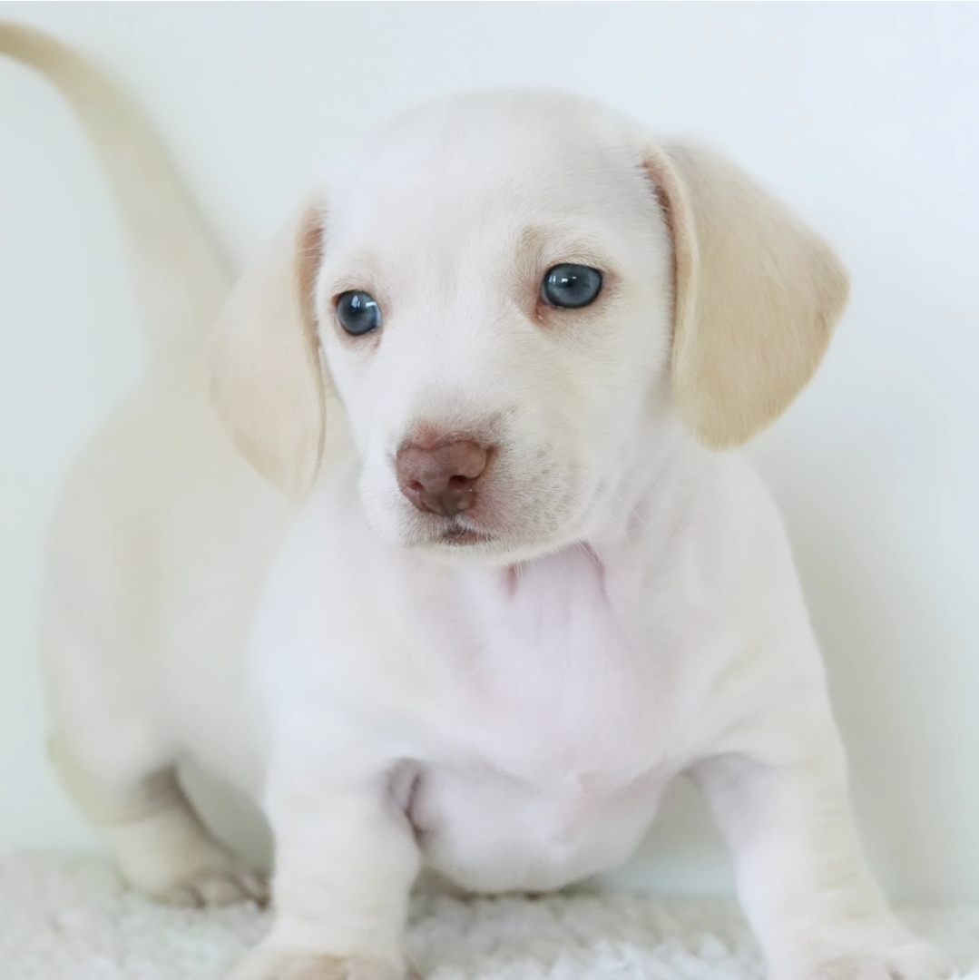 Tito the Dachshund puppy in a relaxed pose showing calm, affectionate personality