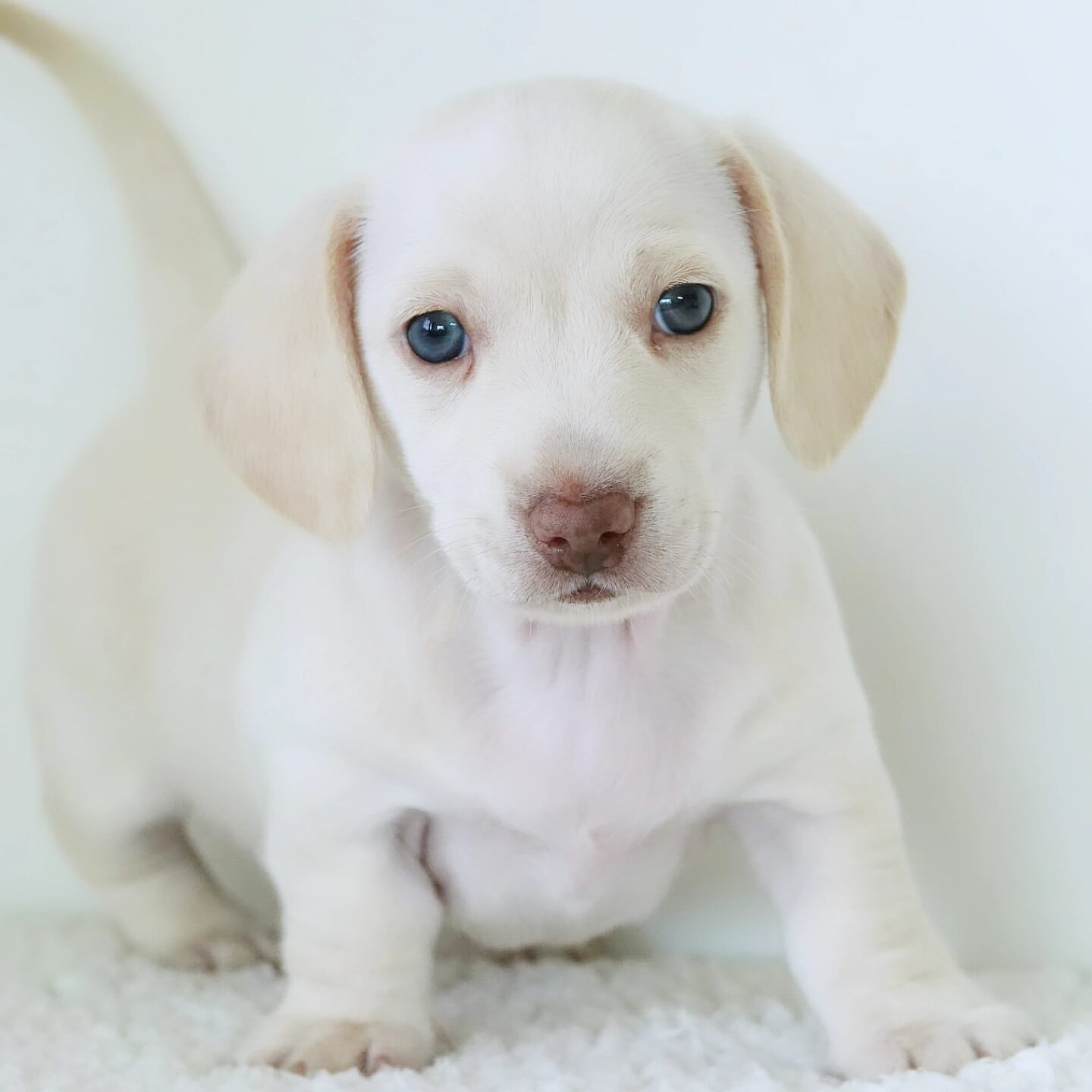 Tito the Dachshund puppy exploring indoors with bright eyes and a curious expression
