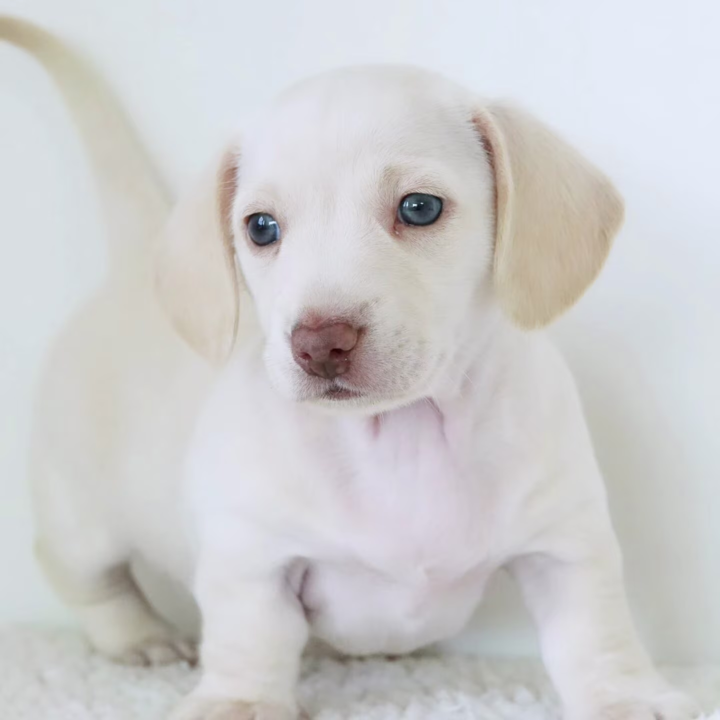 Tito the Dachshund puppy sitting calmly with a soft coat and gentle attentive eyes