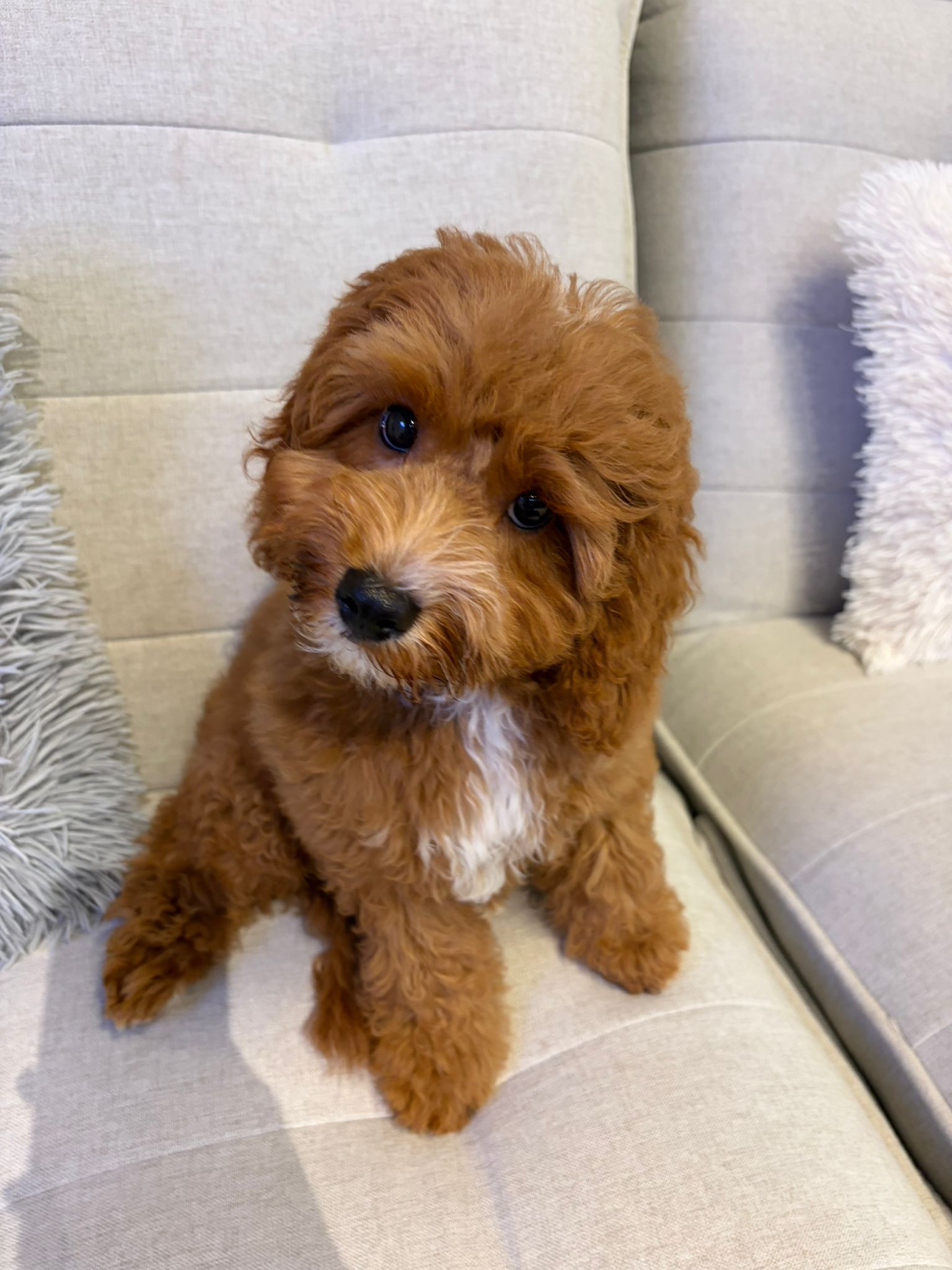 cute Cavapoo puppy indoors at home, curly coat, small friendly dog