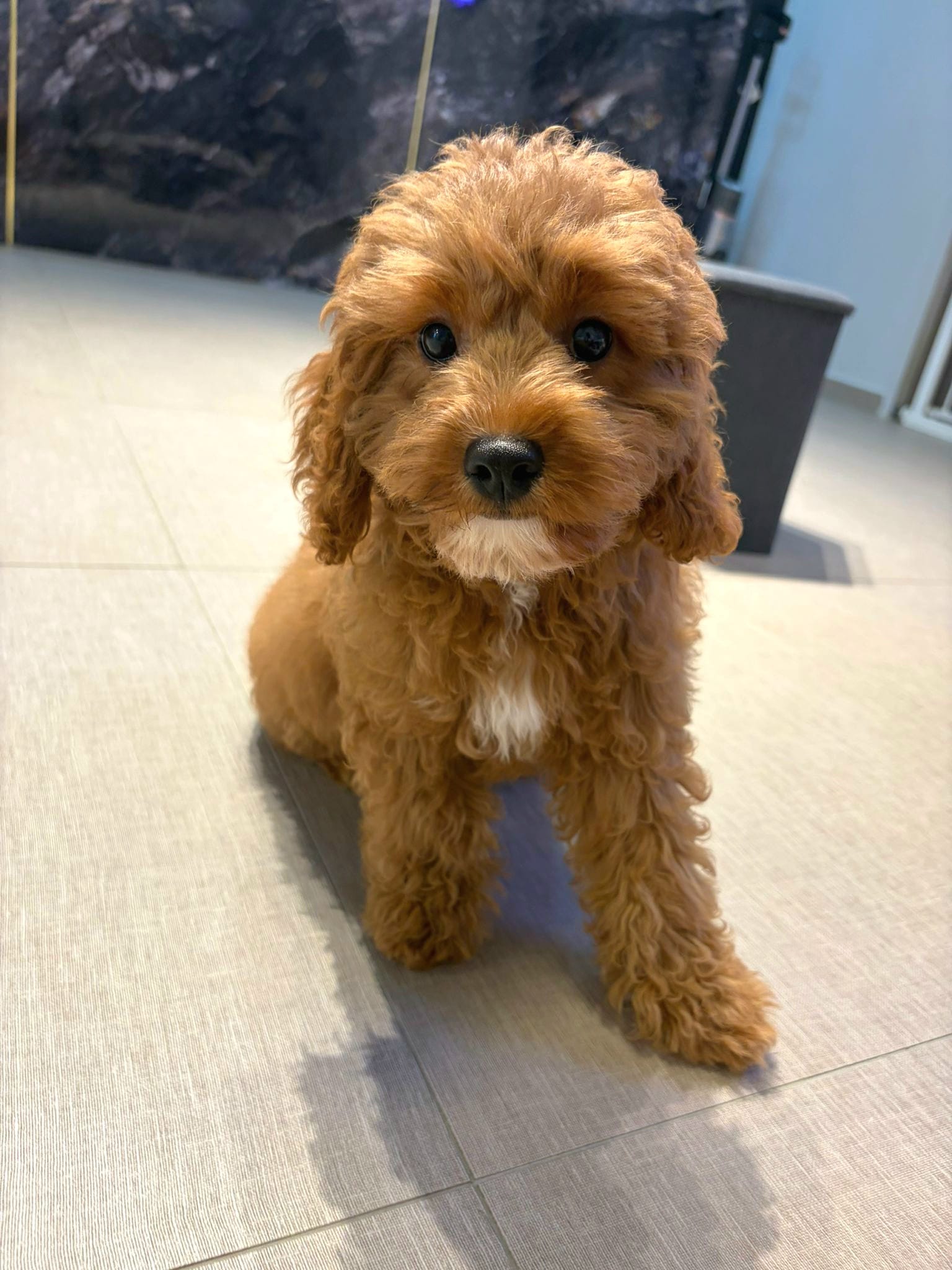 happy Cavapoo puppy playing indoors, fluffy small dog, companion breed