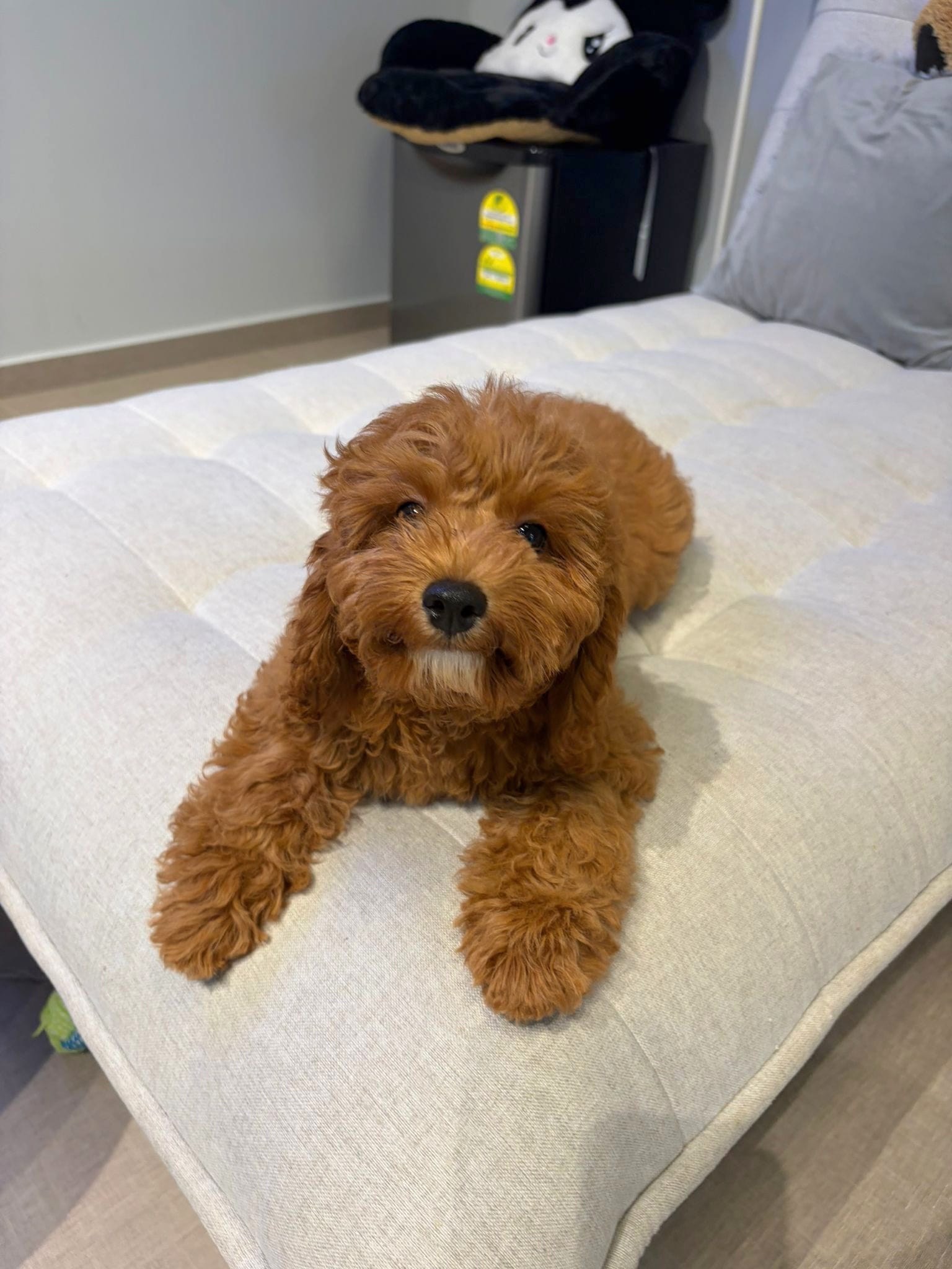 Cavapoo puppy lying on sofa indoors, soft curly coat, small friendly dog