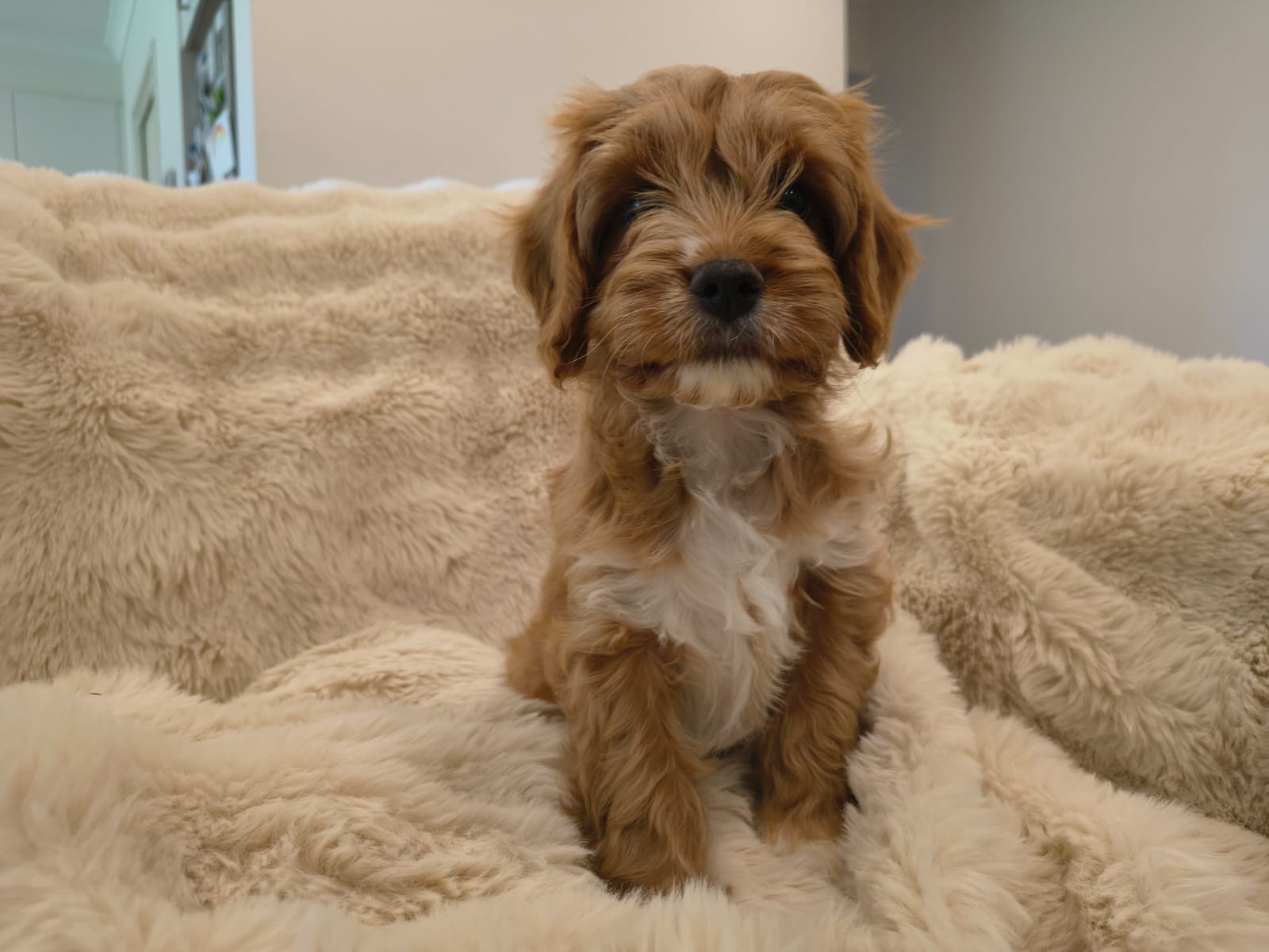 Cupcake, female Cavapoo puppy sitting indoors in Australia, available for reservation in Singapore