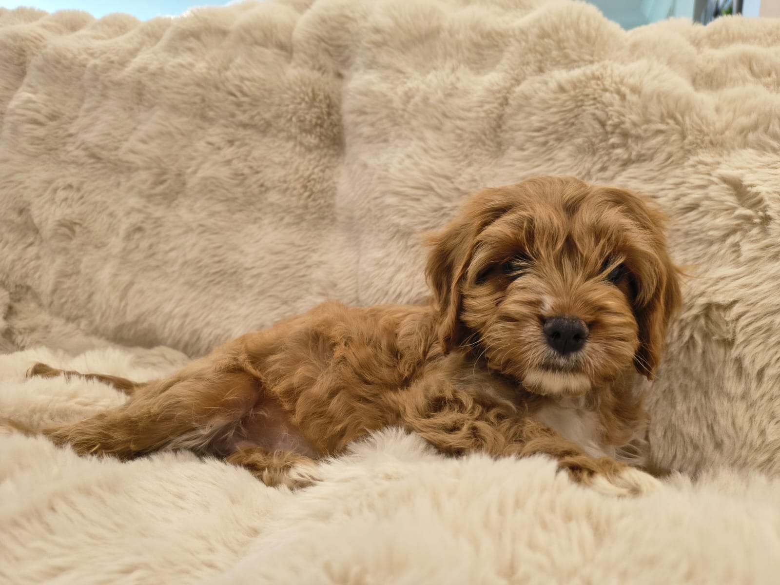 Close-up of Cupcake, female Cavapoo puppy in Australia with soft curly coat, available for Singapore reservation