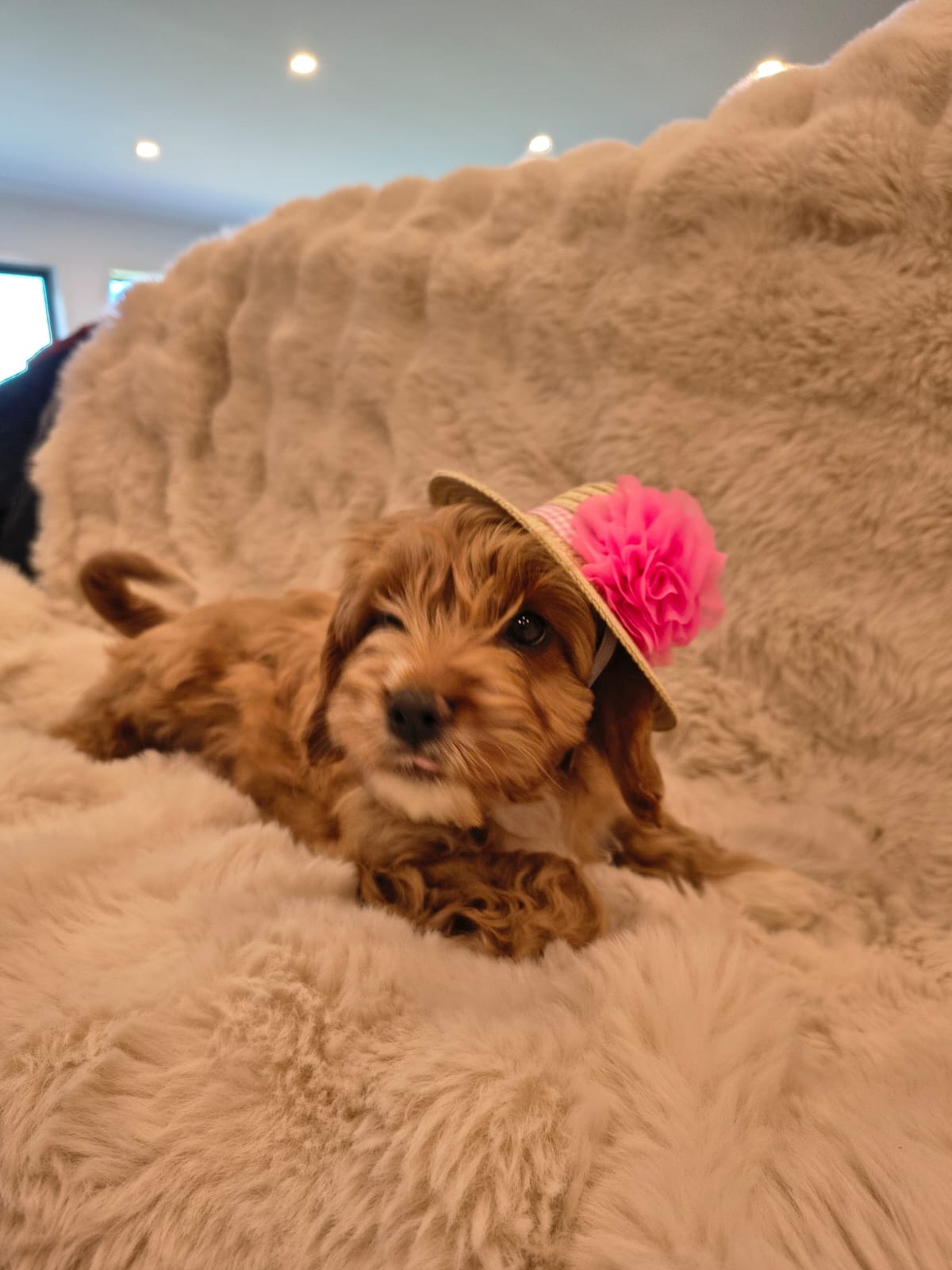 Cupcake, female Cavapoo puppy playing indoors in Australia, available for reservation in Singapore