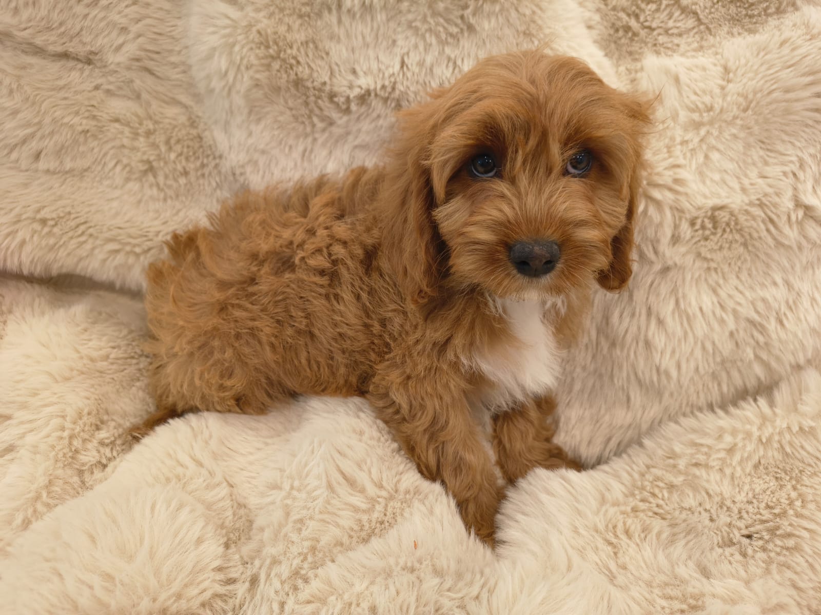 Close-up of Sundae, female Cavapoo puppy in Australia with fluffy curly coat, available for Singapore reservation