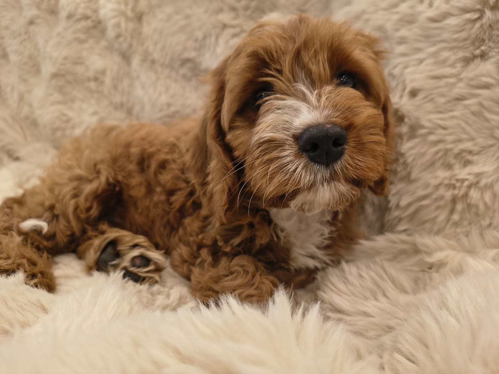 Calm male Cavapoo puppy indoors Australia teddy bear face available Singapore