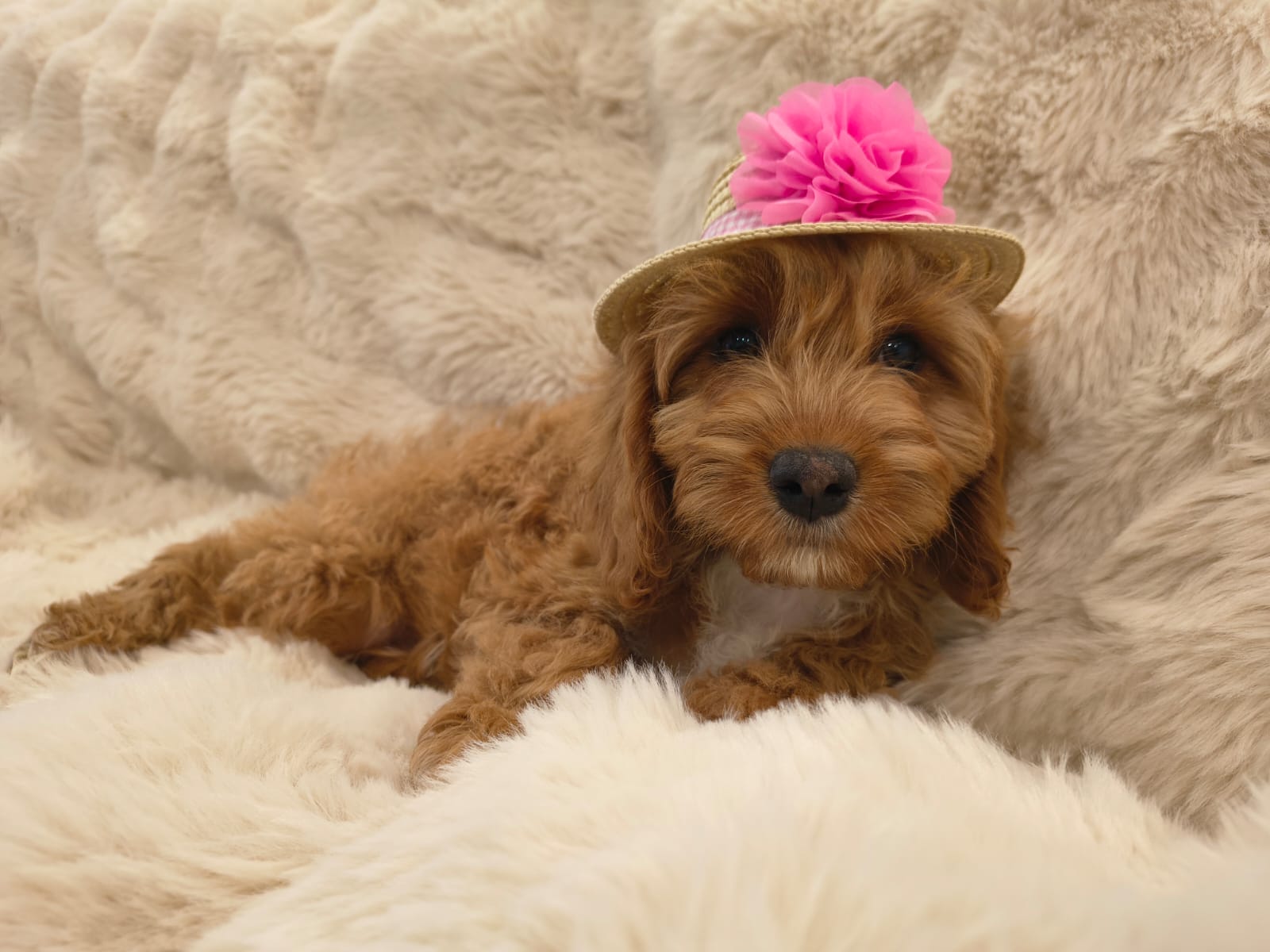Sundae, female Cavapoo puppy playing indoors in Australia, available for reservation in Singapore
