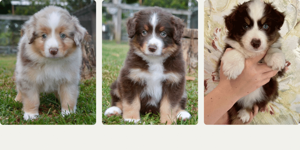 Three fluffy Australian Shepherd puppies sitting outdoors and indoors, showing different coat colours including red merle, red tri-colour, and black tri-colour. SEO-Friendly File Name:
