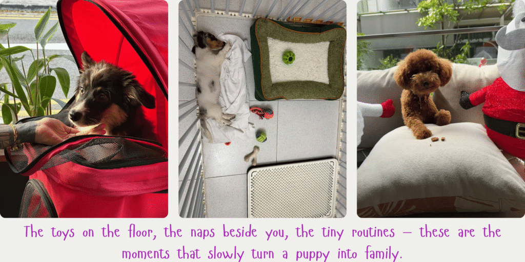 Collage of puppies settling into home life, including a puppy in a carrier, a sleeping puppy beside toys and a bed, and a toy poodle relaxing on a couch beside festive decorations.