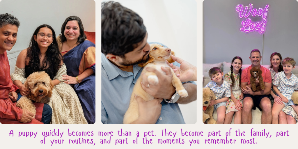 Happy families in Singapore bonding with ethically bred companion puppies from Woof Loof