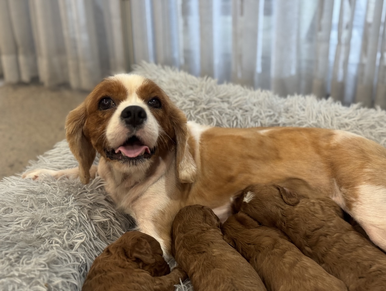 Ethically bred Cavalier King Charles Spaniel mother resting with her puppies in a home environment