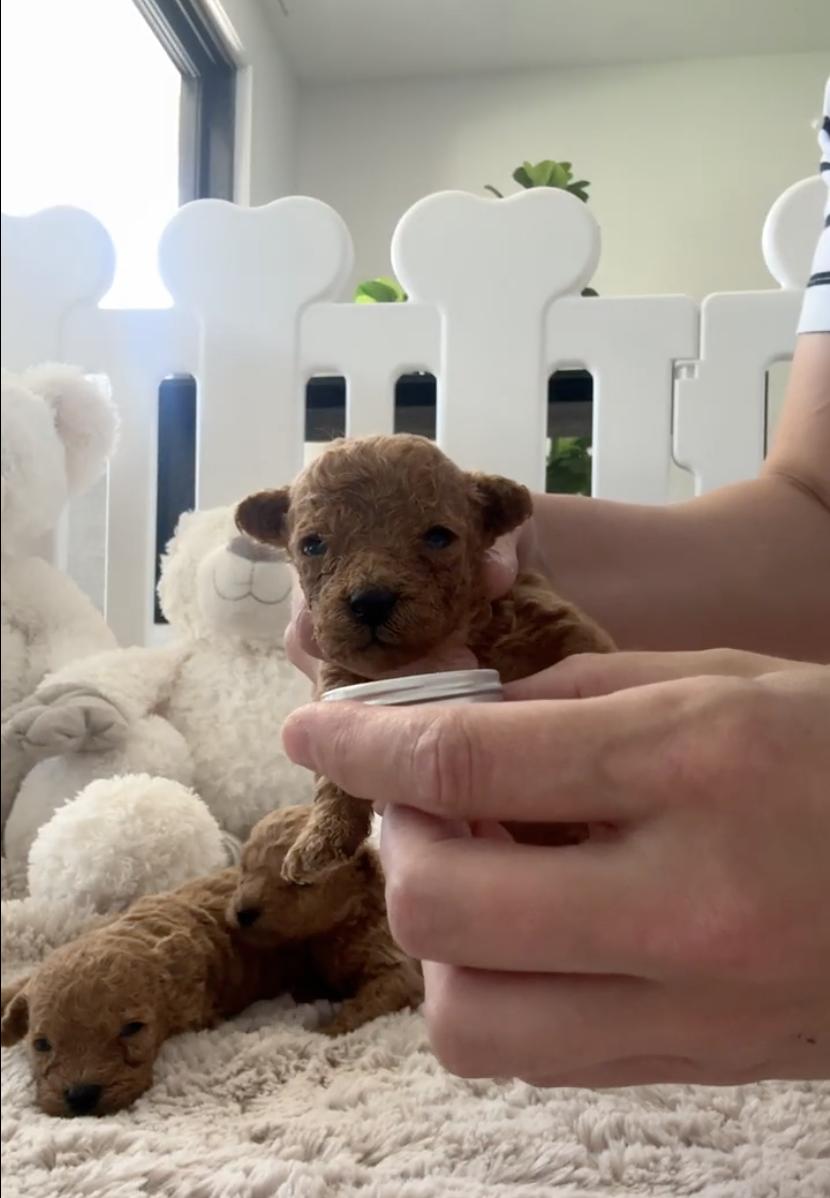 Young ethically bred puppy being gently introduced to new scents in a calm home environment