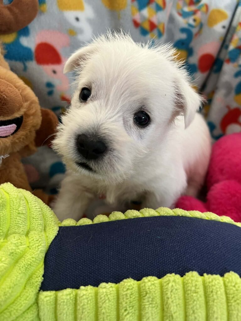 Male West Highland Terrier indoors, white fluffy coat and confident posture in a home setting