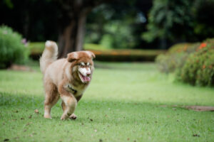 High-energy dog sprinting across a grassy field with ears flying and tongue out, captured mid-run in natural daylight.