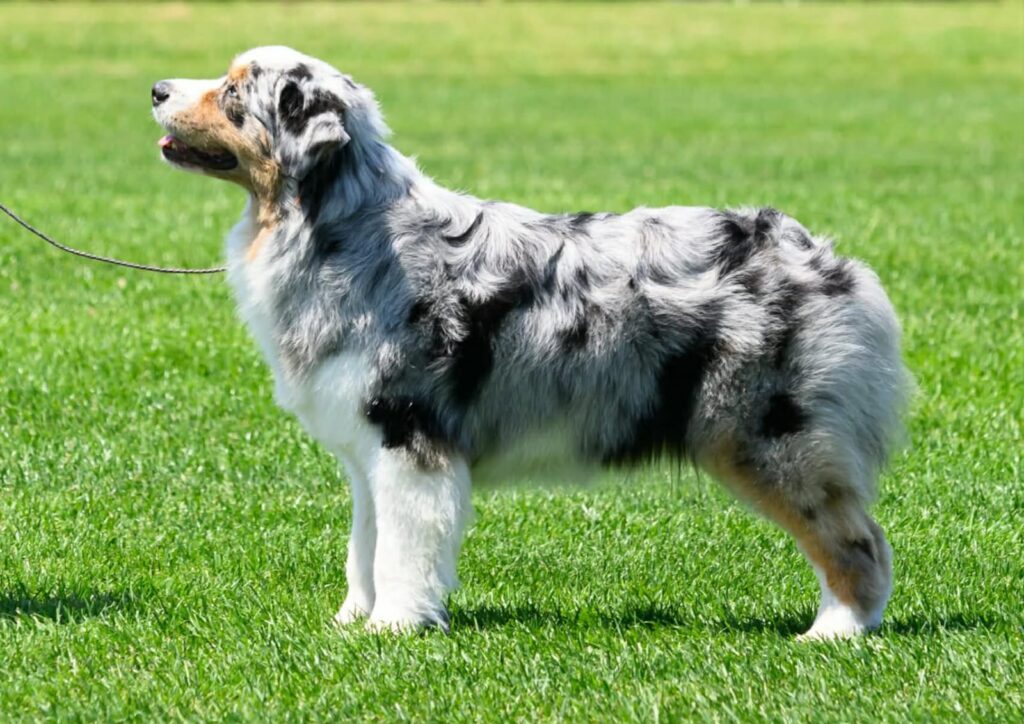Female tri-colored Australian Shepherd puppy sitting outdoors, looking playful and curious