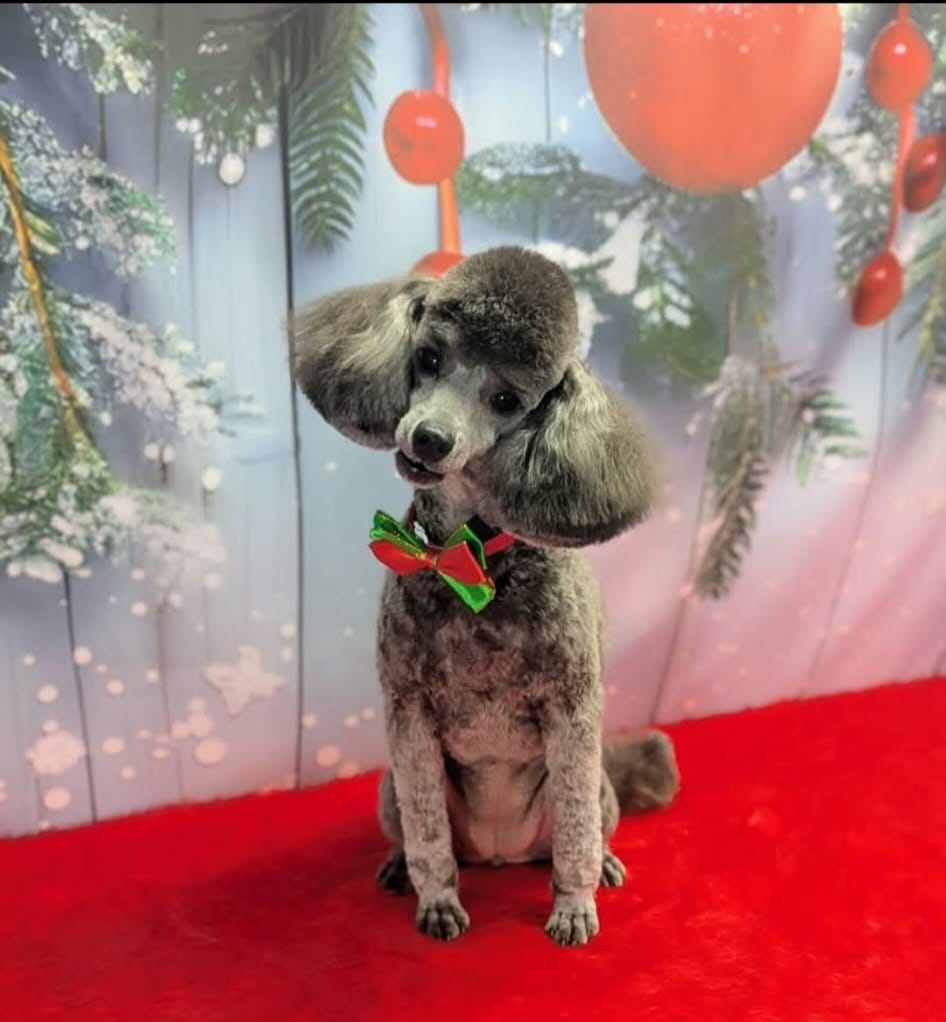 Toy poodle puppies featured image, small intelligent dog breed with curly coats