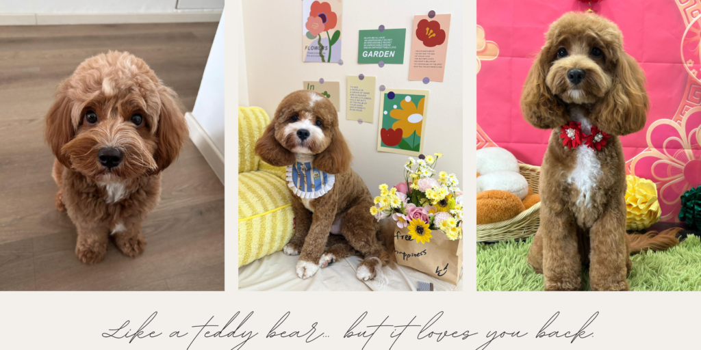 Cavapoo or Maltipoo