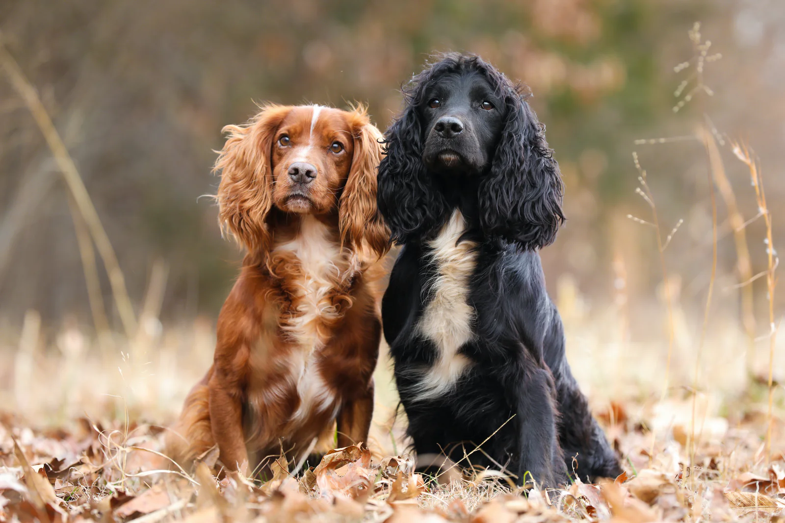 Woof loof | Waitlist