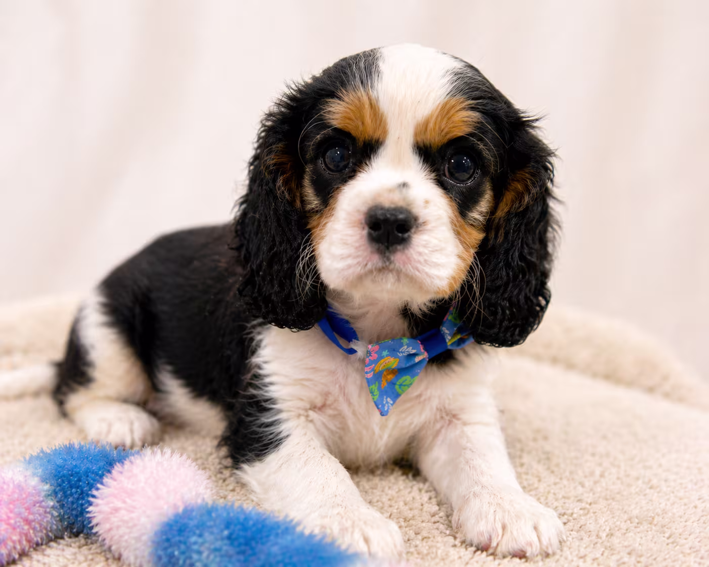 King Charles Cavalier puppy sitting comfortably indoors for a guide on suitability for Singapore families