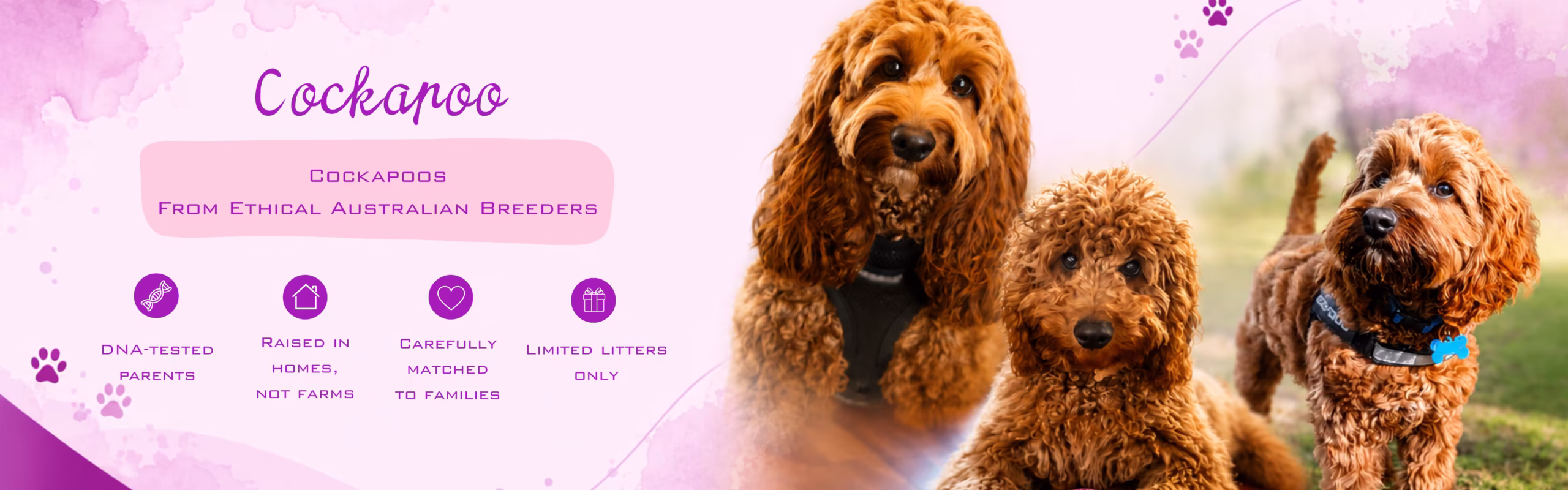 Cockapoo banner featuring a soft curly-coated puppy with a warm family-friendly look