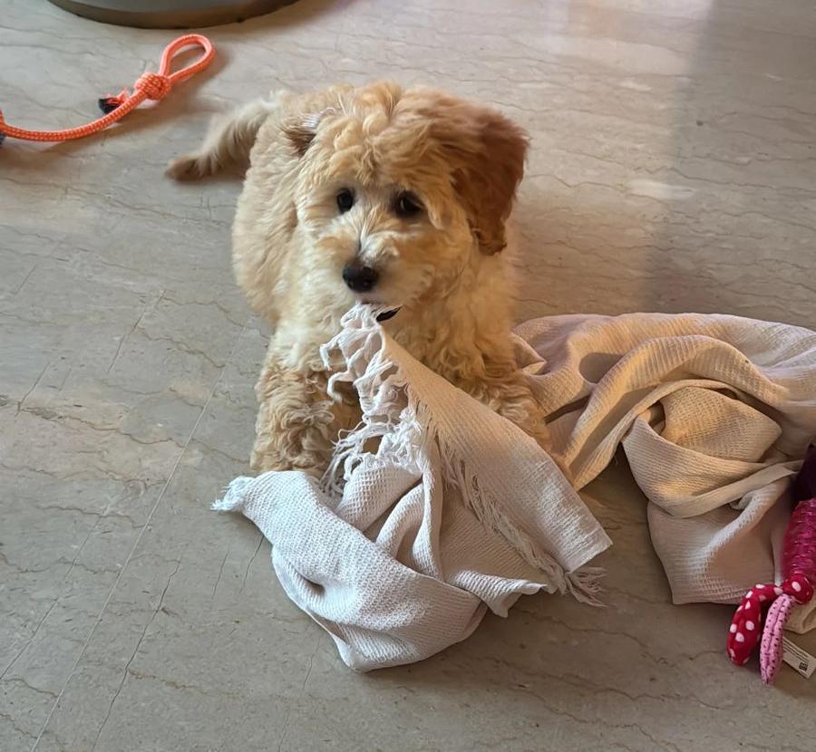 Female Mini Goldendoodle puppy with a soft apricot coat playfully tugging on a cream blanket while sitting on a marble floor indoors.