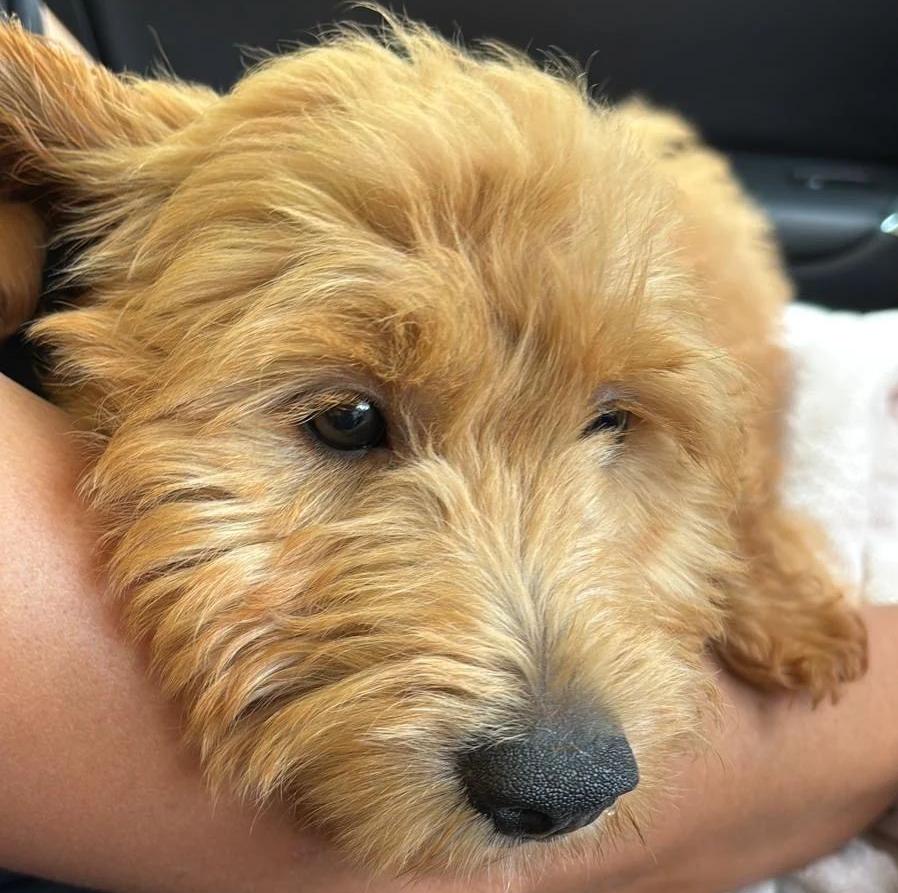 Female Mini Goldendoodle puppy with a fluffy apricot coat resting comfortably in someone's arms during a car ride.