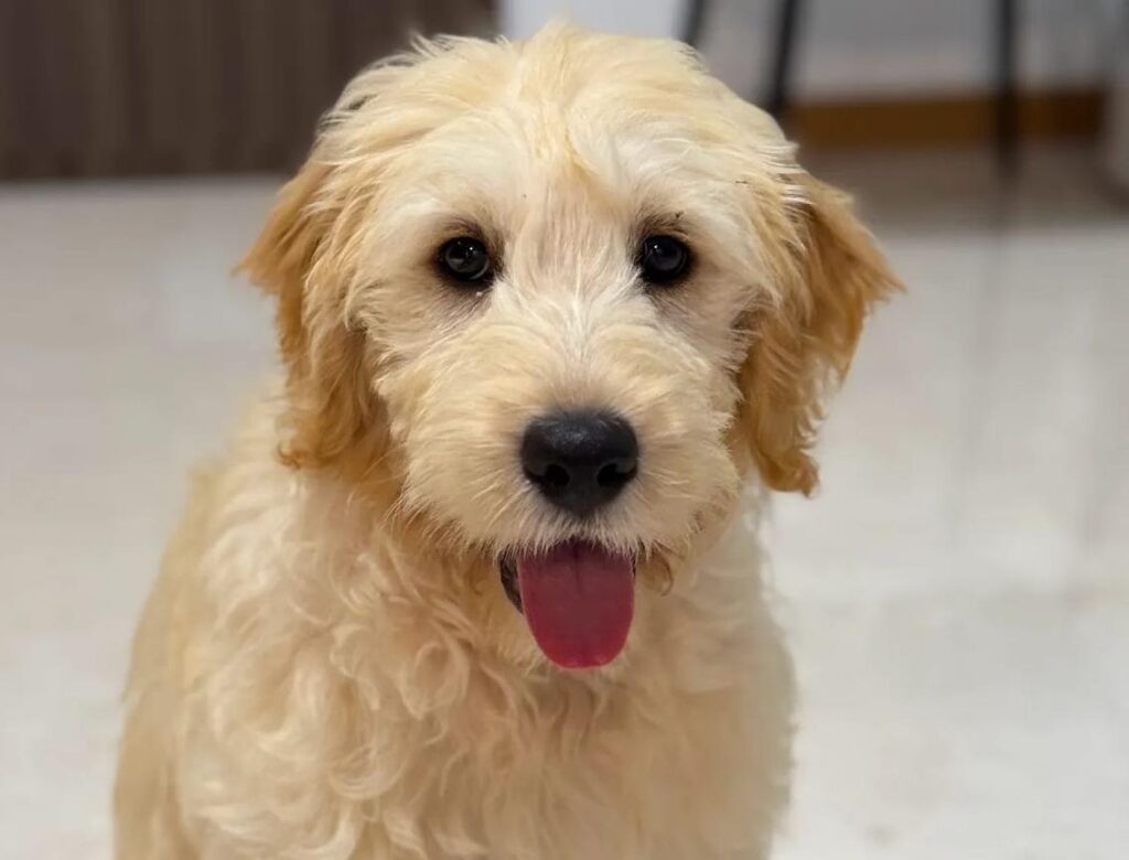 Female Mini Goldendoodle puppy with a soft cream coat sitting indoors and looking directly at the camera with her tongue out.