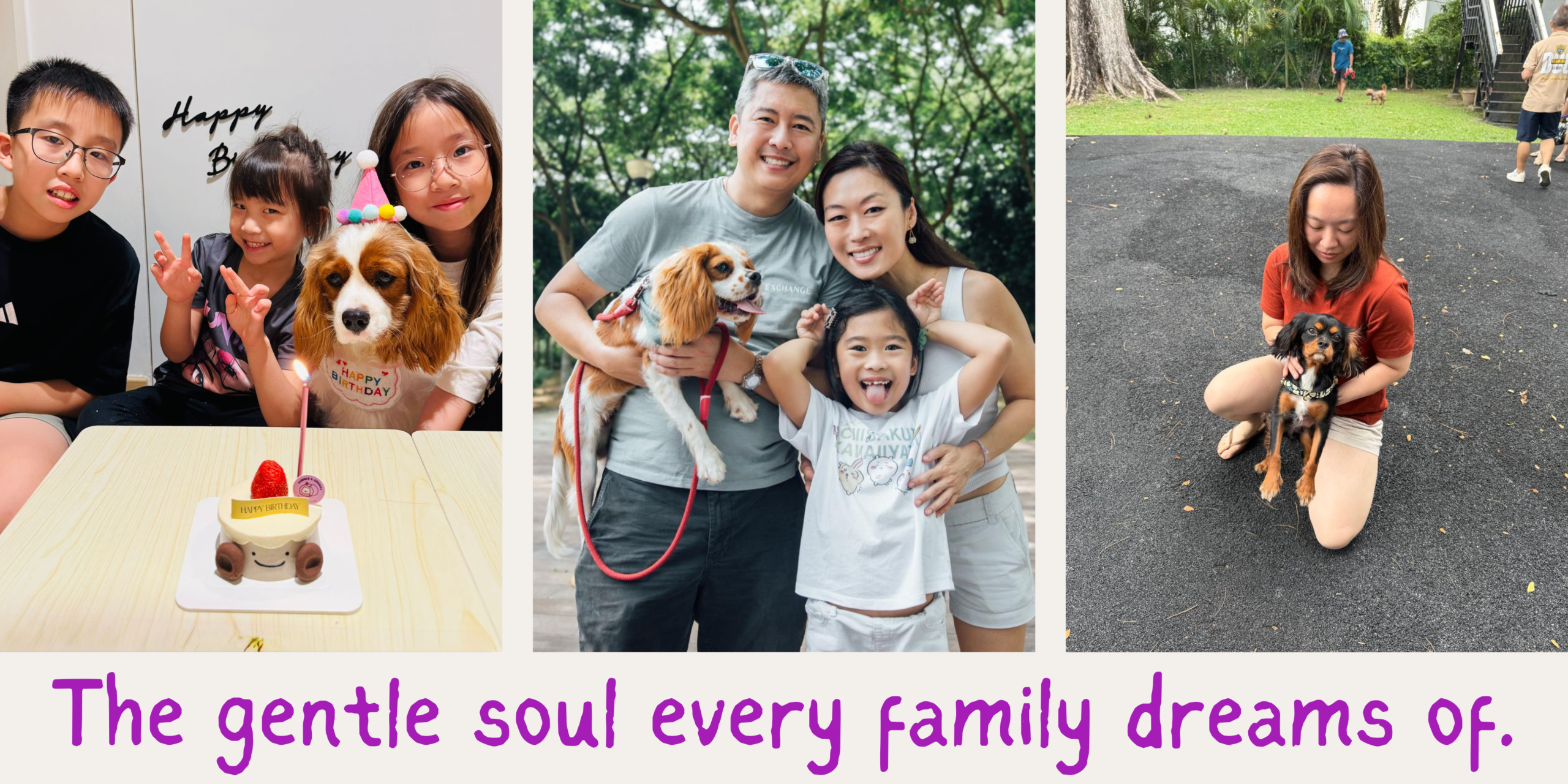 Adult Cavalier King Charles Spaniel in Singapore