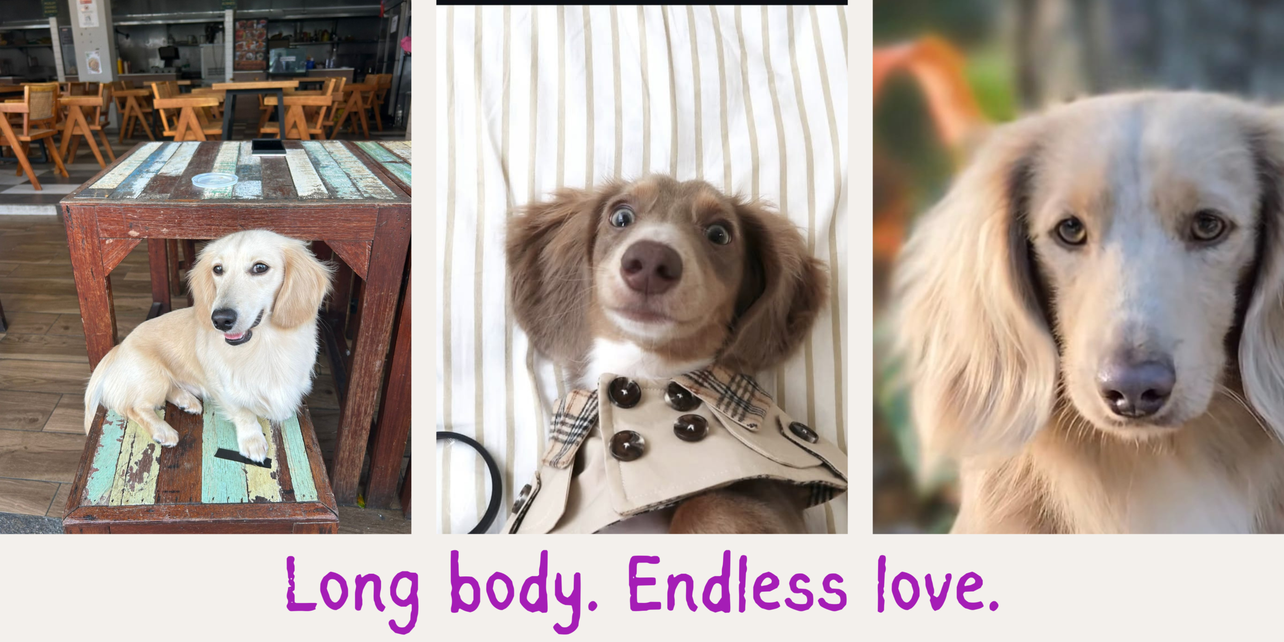 Adult Miniature Dachshund standing outdoors with a sleek coat, alert expression, and confident posture.