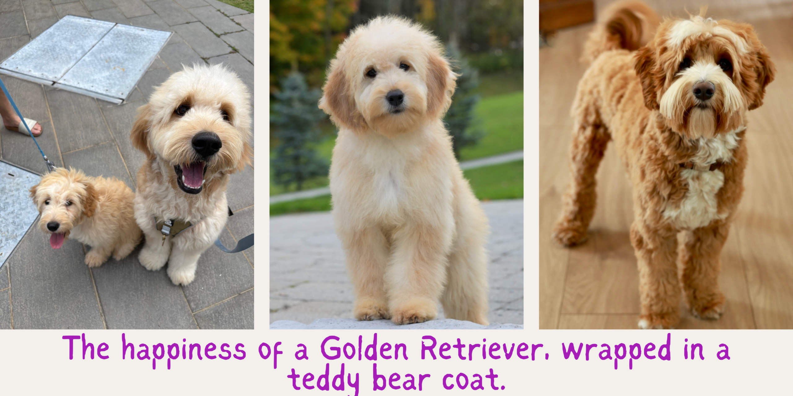 Adult Goldendoodle sitting outdoors with a fluffy wavy coat, friendly expression, and relaxed posture.
