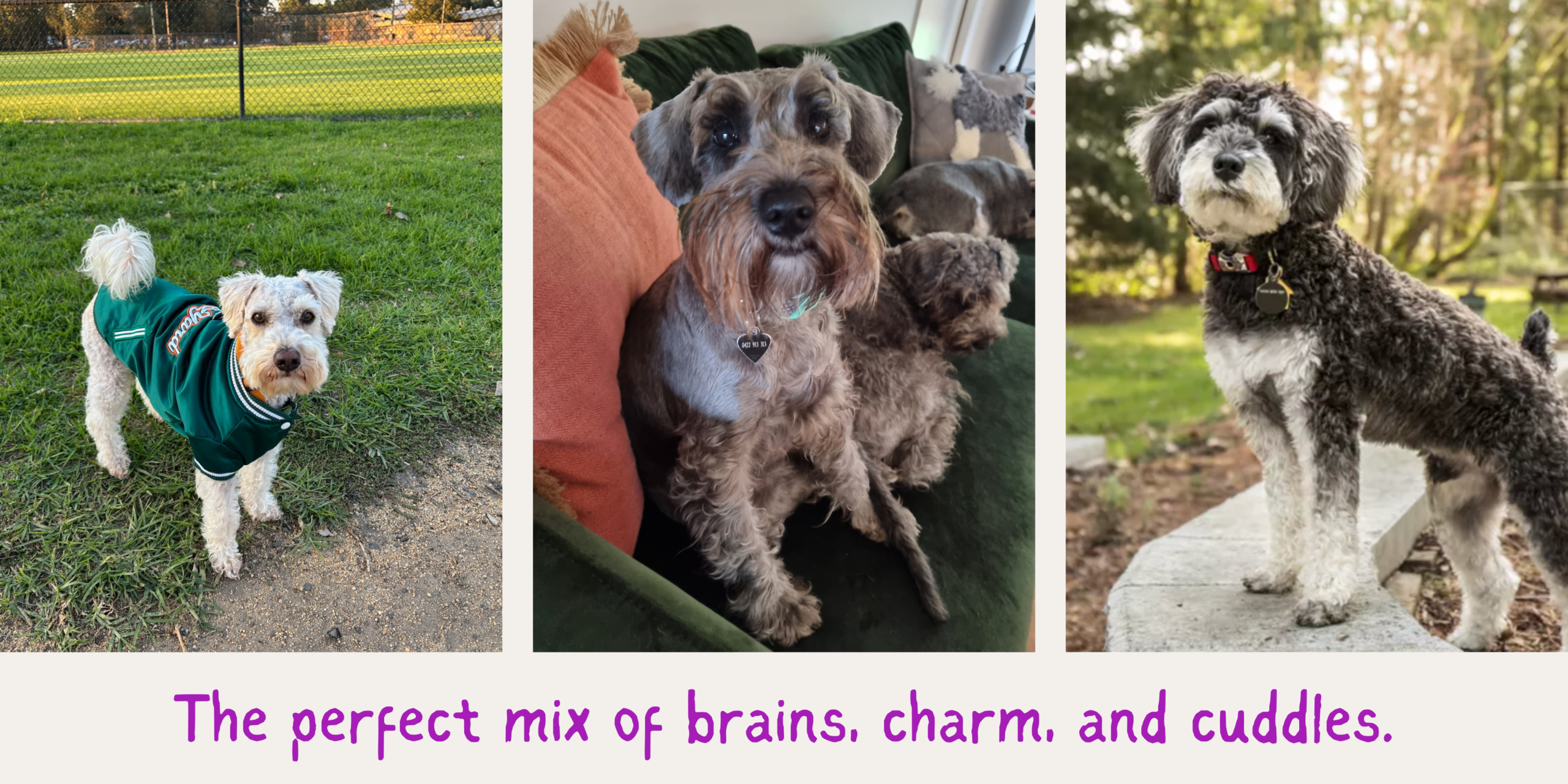 Adult Schnauzerpoo sitting outdoors with a soft wavy coat, expressive eyes, and an alert, intelligent expression.