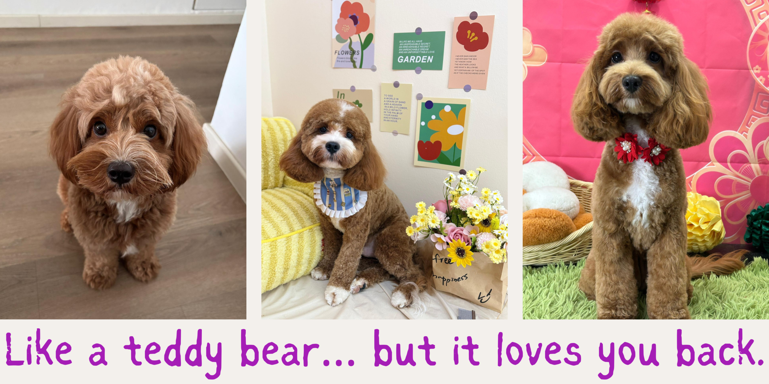 Adult Cavapoo sitting outdoors with a fluffy teddy bear coat, gentle eyes, and a friendly expression.