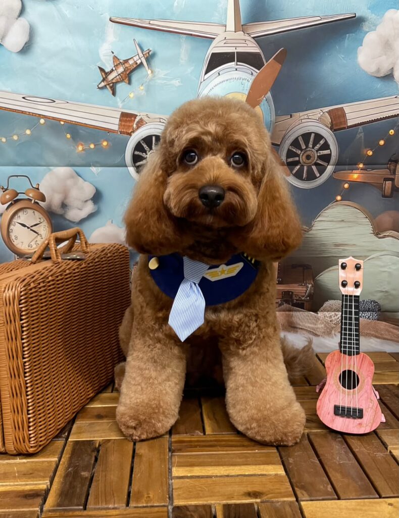 Well-groomed adult Cockapoo with an apricot coat sitting in a travel-themed studio setup wearing a pilot necktie.