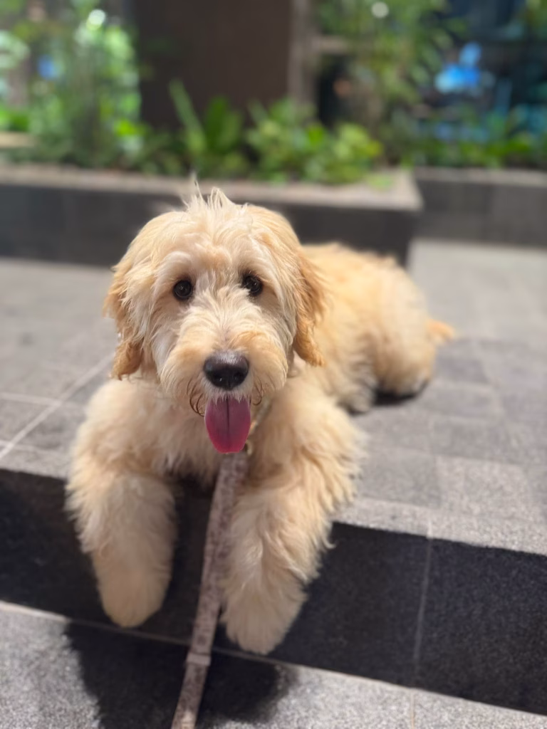 Are Goldendoodles Suitable For Singapore