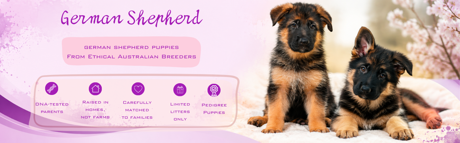 German Shepherd PUppy Singapore